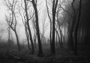 Misty Morning in Macclesfield Forest