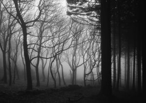 Enchanting Macclesfield Forest