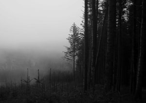Misty Macclesfield Forest